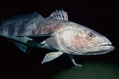 bacalao antártico