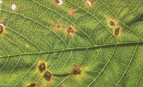 lesiones producidas por pseudomonas syringae