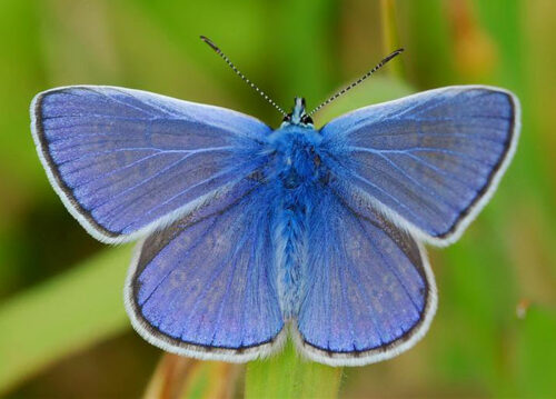 mariposa icaro