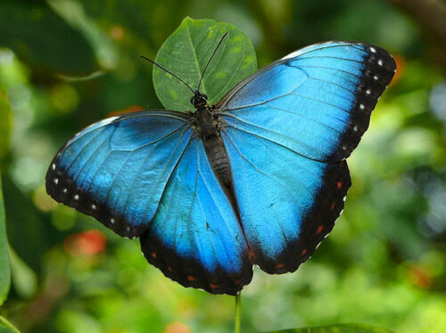 mariposa morpho