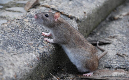 Rata parda