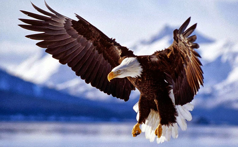 Águila calva
