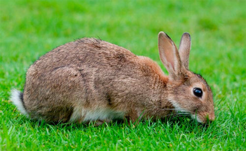 Conejo europeo