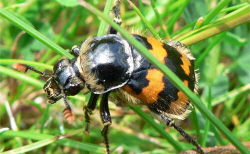 Escarabajo enterrador