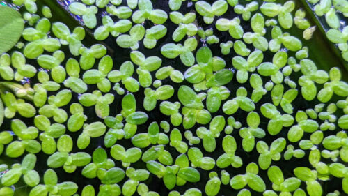 lentejas de agua