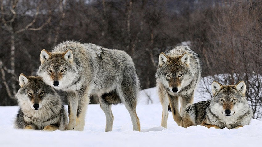Lobos grises