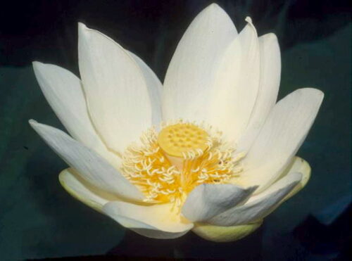 nelumbo lutea