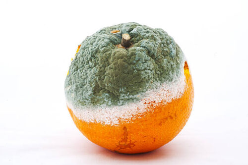Naranja enmohecida.