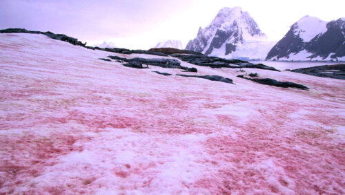 Nieve sandía