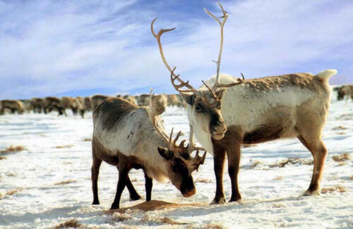 Renos (Rangifer tarandus)