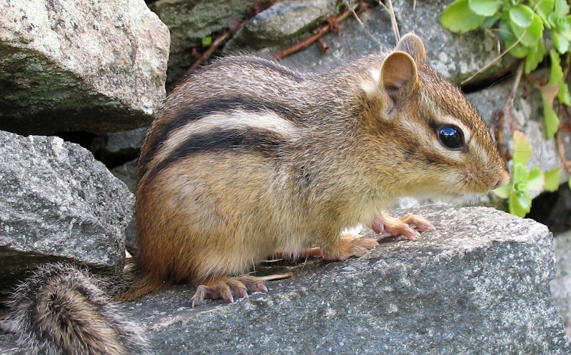 Ardilla rayada