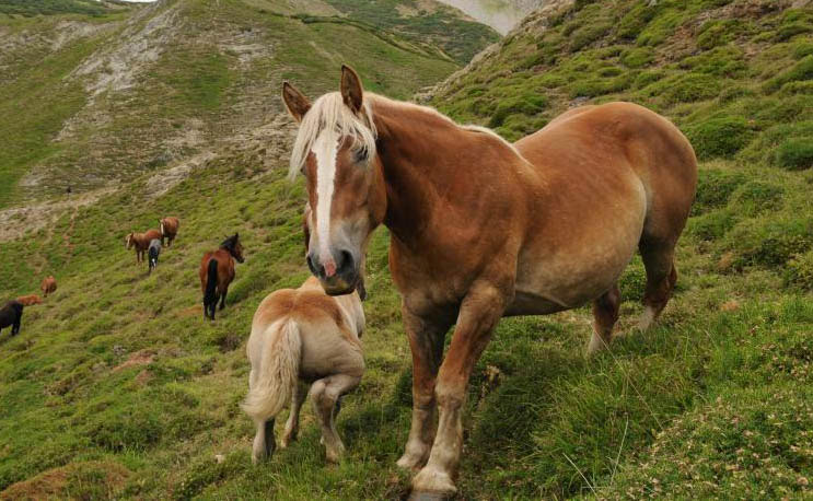 Caballos Bretones