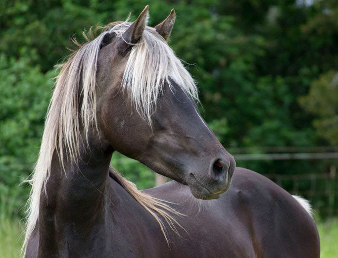 Caballo de capa negra y crines blancas