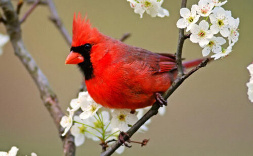 Cardenal rojo