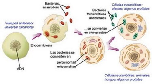 Teoría endosimbiótica