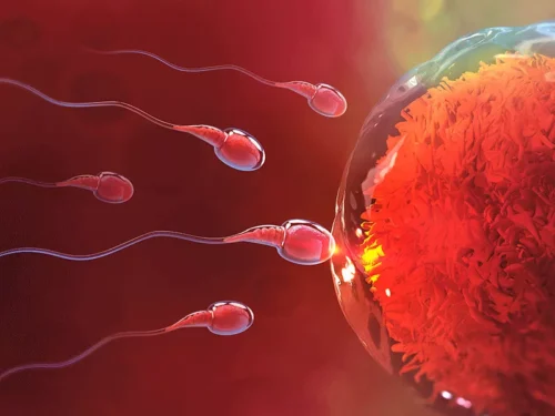 Espermatozoides llegando al óvulo