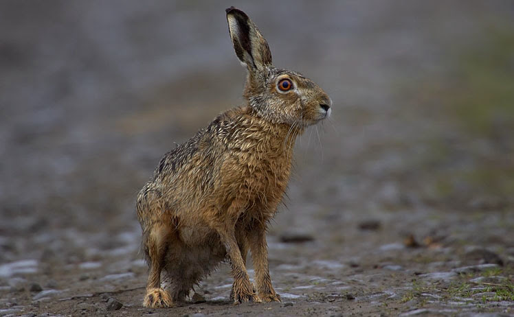 Liebre Europea