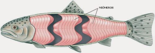 Miómeros de pescado