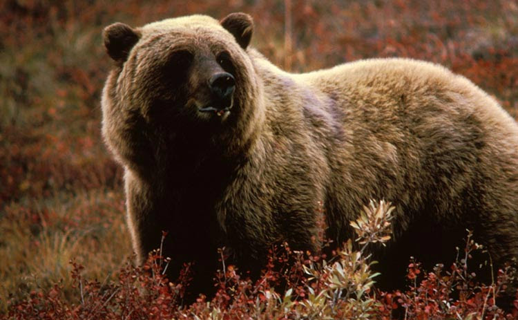 Oso pardo europeo