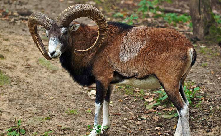Muflón