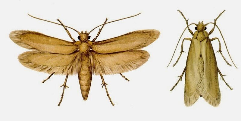 Polilla de la ropa