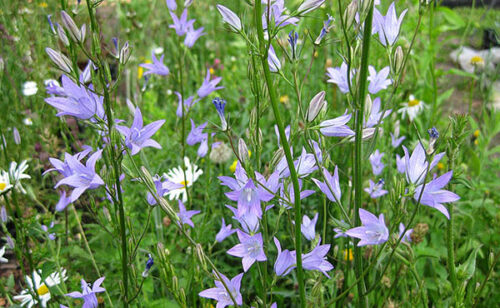 flores de rapónchigo