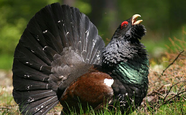 Urogallo