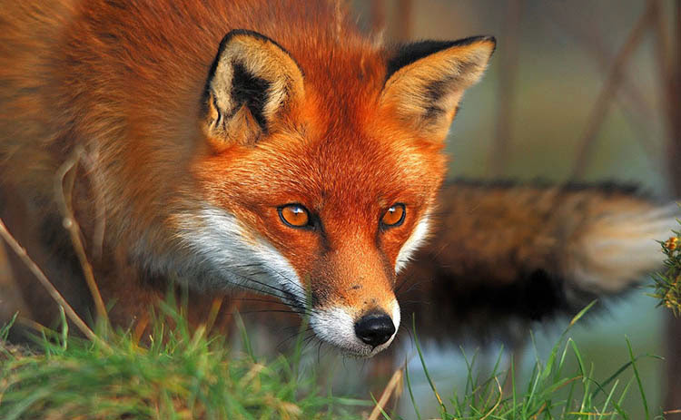 Zorro rojo