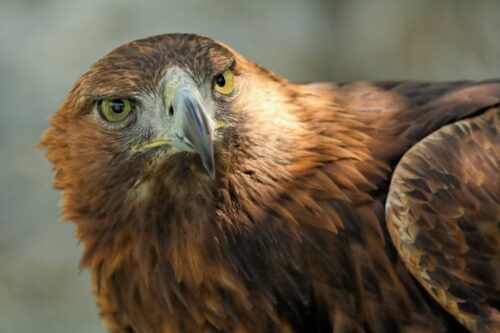 Águila real