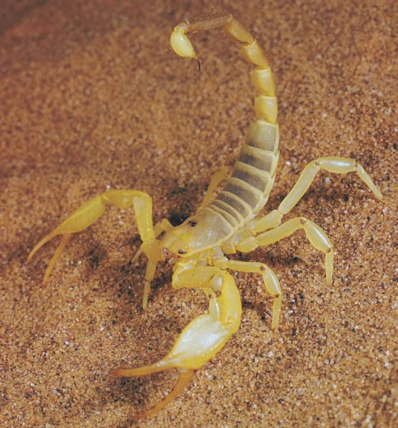 Escorpion amarillo