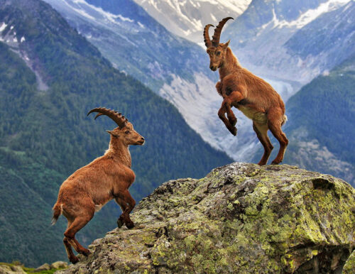 Ibices o cabras alpinas