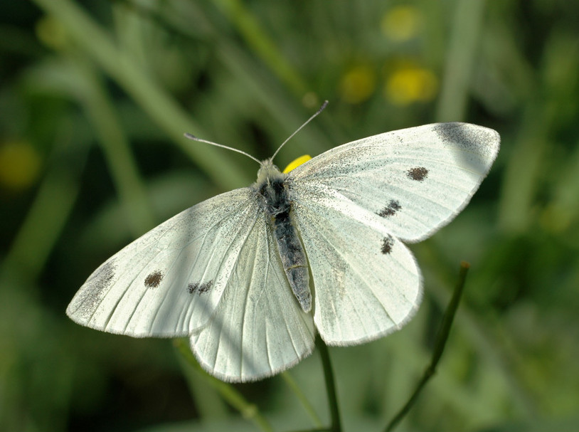 Mariposa de la col