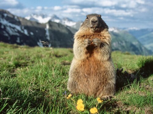 Marmota alpina en la hierba
